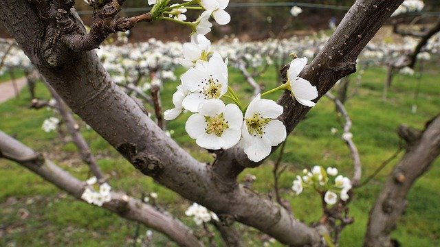 Free download Pear Flower Times Nature -  free photo or picture to be edited with GIMP online image editor