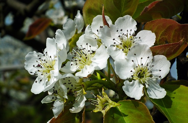Free download pear tree asian flowers garden free picture to be edited with GIMP free online image editor