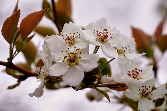 Free download Pear Tree Blossom Flower -  free photo or picture to be edited with GIMP online image editor