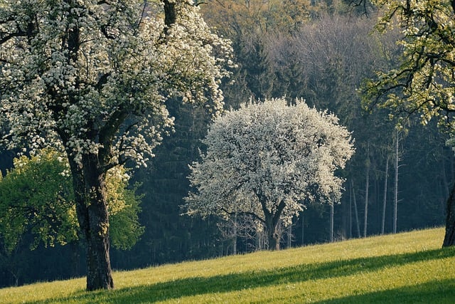 Free download pear tree blossoms forest nature free picture to be edited with GIMP free online image editor