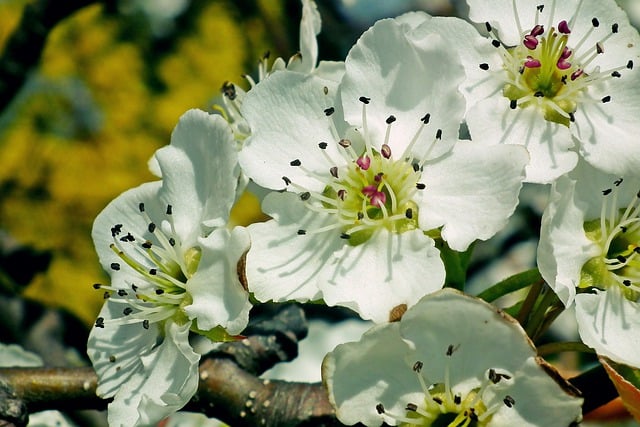 Free download pear tree flowers asian spring free picture to be edited with GIMP free online image editor