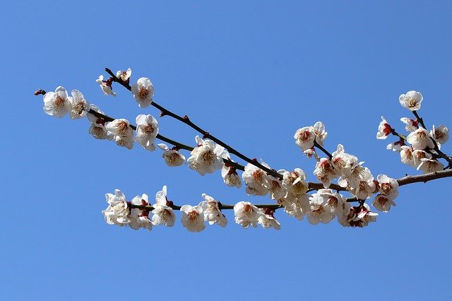 Free download Pear Tree Flowers Spring -  free photo or picture to be edited with GIMP online image editor