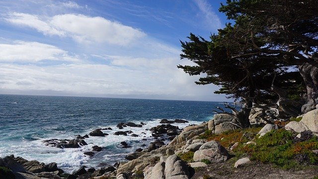 Free download Pebble Beach California Cypress -  free photo or picture to be edited with GIMP online image editor