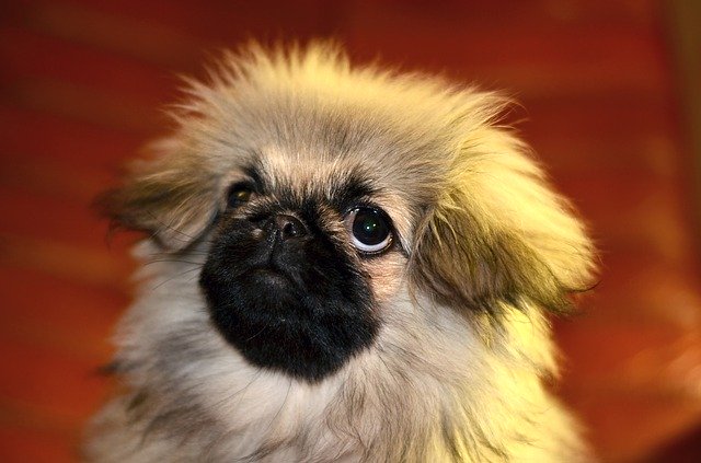 Free download Pekingese Puppy Dog -  free photo or picture to be edited with GIMP online image editor