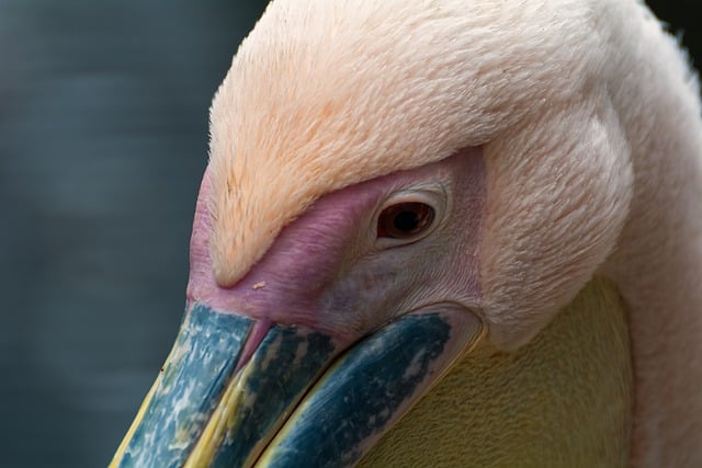 Free download pelican beak eye avian ornithology free picture to be edited with GIMP free online image editor