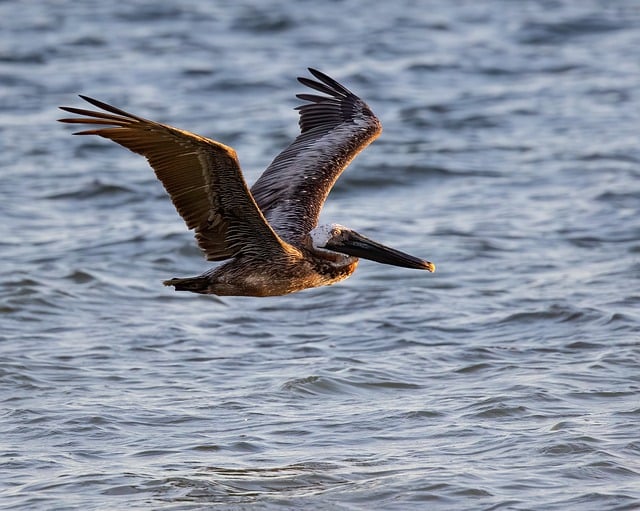 Free download pelican bird brown pelican sea free picture to be edited with GIMP free online image editor