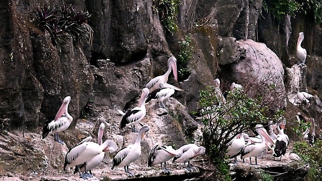 Free download pelican bird colony waterfowl free picture to be edited with GIMP free online image editor