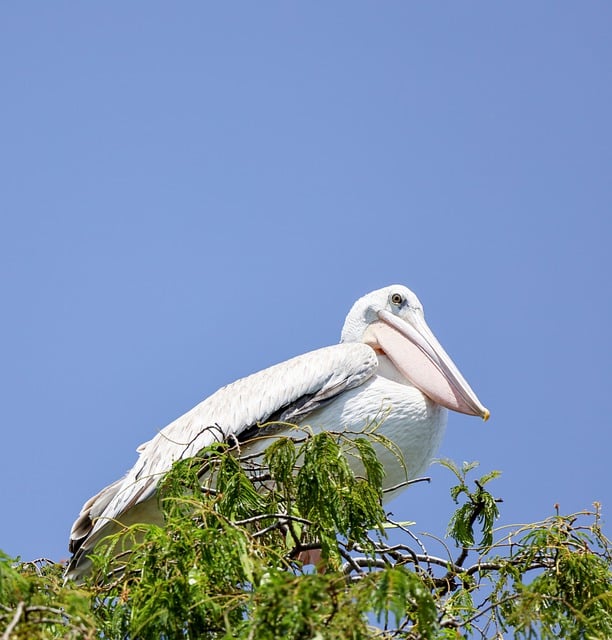 Free download pelican bird feathers beak tree free picture to be edited with GIMP free online image editor