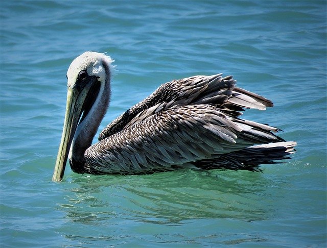 Free download Pelican Bird Ocean -  free photo or picture to be edited with GIMP online image editor