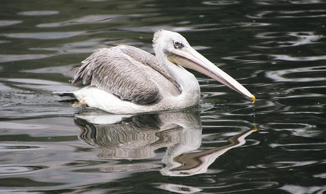 Free download pelican bird pond lake ornithology free picture to be edited with GIMP free online image editor