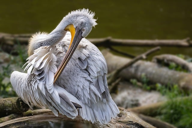 Free download pelican bird water bird plumage free picture to be edited with GIMP free online image editor