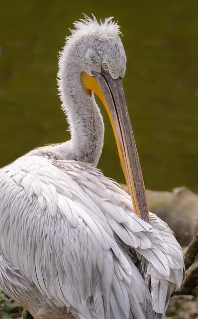 Free download pelican bird water bird schabel free picture to be edited with GIMP free online image editor