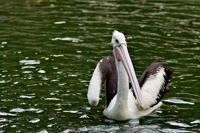 Free download pelican bird waterfowl lake animal free picture to be edited with GIMP free online image editor