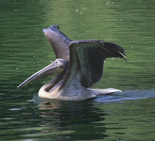 Free download pelican bird waterfowl water bird free picture to be edited with GIMP free online image editor