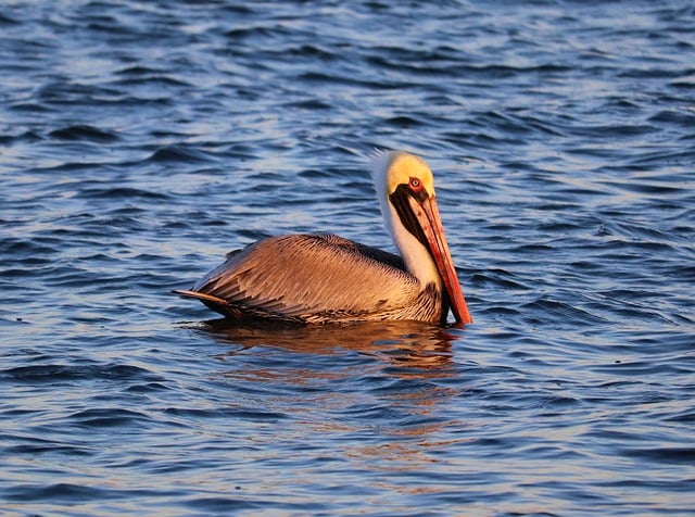 Free download pelican brown pelican water bird free picture to be edited with GIMP free online image editor