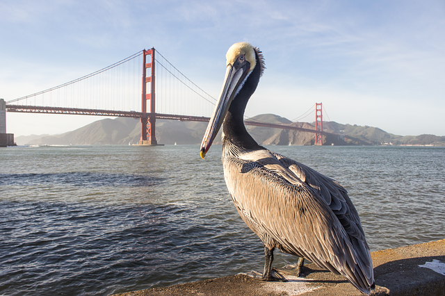 Free download Pelican Golden Gate Bridge -  free illustration to be edited with GIMP free online image editor