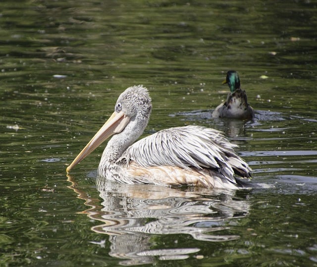 Free download pelican mallard duck birds pond free picture to be edited with GIMP free online image editor