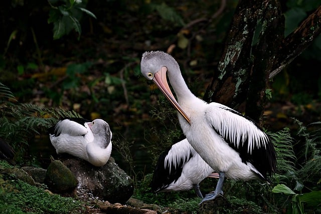 Free download pelicans birds animals feathers free picture to be edited with GIMP free online image editor