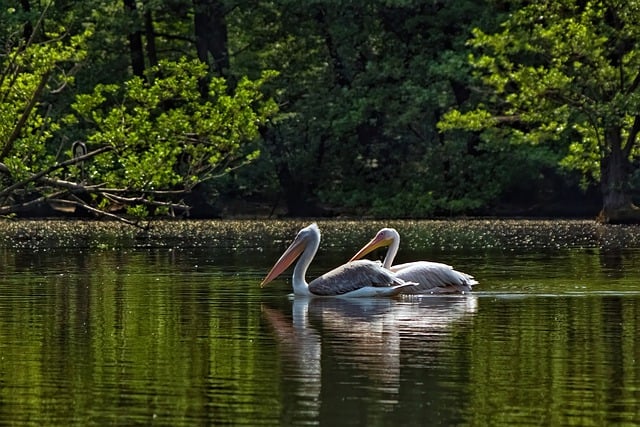 Free download pelicans birds couple free picture to be edited with GIMP free online image editor