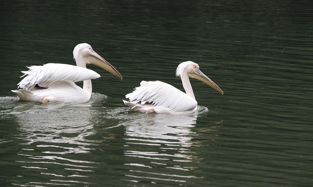 Free download pelicans birds lake free picture to be edited with GIMP free online image editor