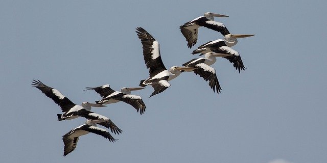 Free download Pelicans Birds Nature -  free photo or picture to be edited with GIMP online image editor