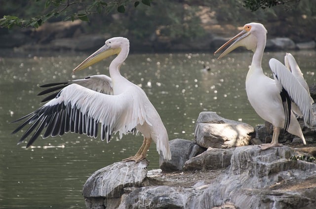 Free download pelicans birds pond white pelicans free picture to be edited with GIMP free online image editor