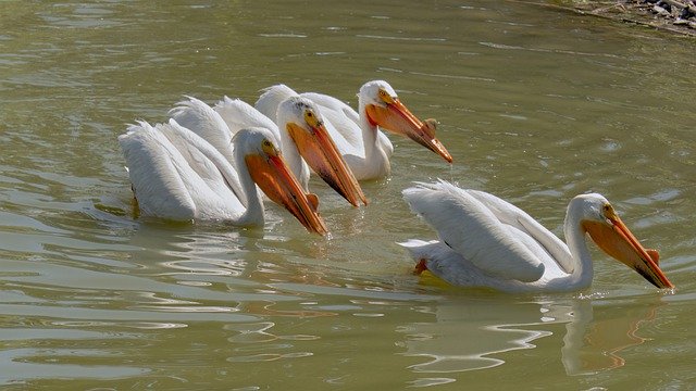 Free download Pelicans Bird Waterfowl -  free photo or picture to be edited with GIMP online image editor