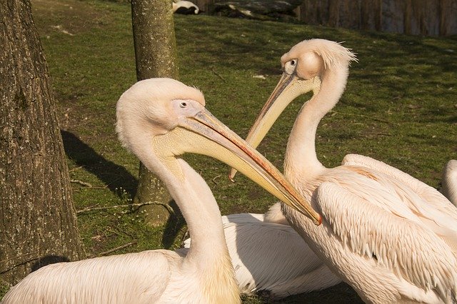 Free download Pelicans Bird World Nature -  free photo or picture to be edited with GIMP online image editor