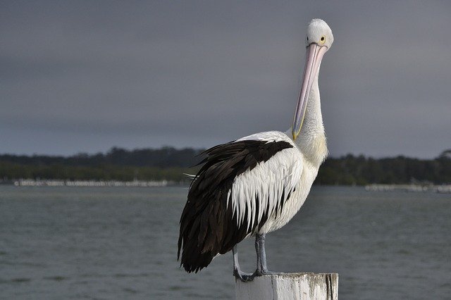 Free download Pelican Seabird Wildlife -  free photo or picture to be edited with GIMP online image editor