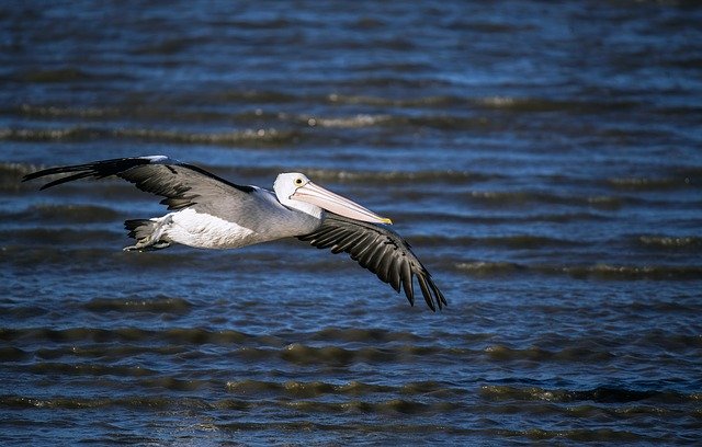 Free download Pelican Sea Fly -  free photo or picture to be edited with GIMP online image editor