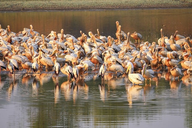 Free download pelicans safari africa zambia free picture to be edited with GIMP free online image editor