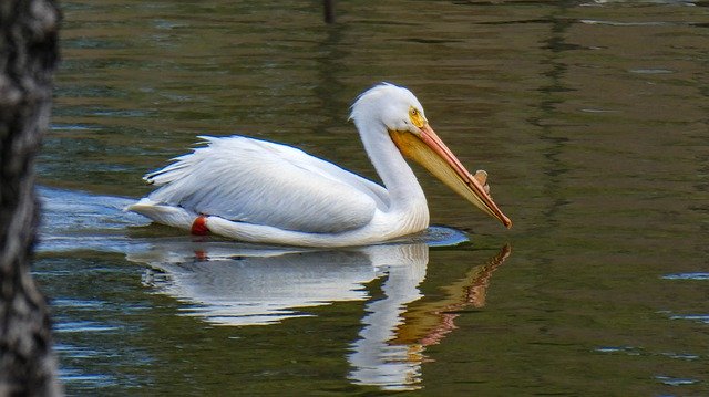 Free download Pelican Water Fowl -  free photo or picture to be edited with GIMP online image editor