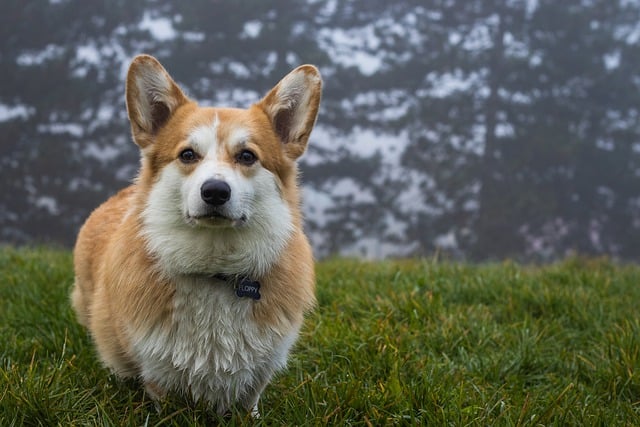 Free download pembroke welsh corgi dog canine pet free picture to be edited with GIMP free online image editor