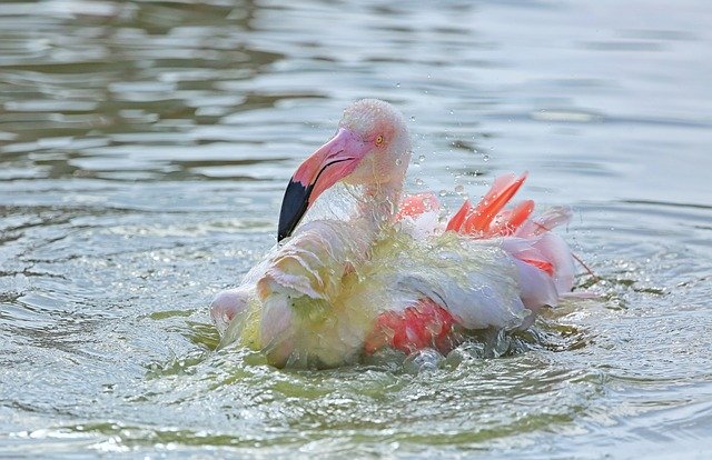 Descărcare gratuită Pen Flemish Nature - fotografie sau imagine gratuită pentru a fi editată cu editorul de imagini online GIMP