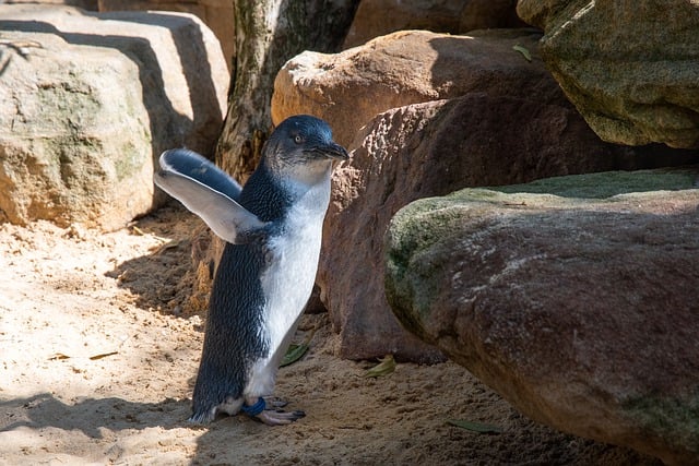 Бесплатно скачать пингвин австралийский маленький пингвин бесплатное изображение для редактирования с помощью бесплатного онлайн-редактора изображений GIMP