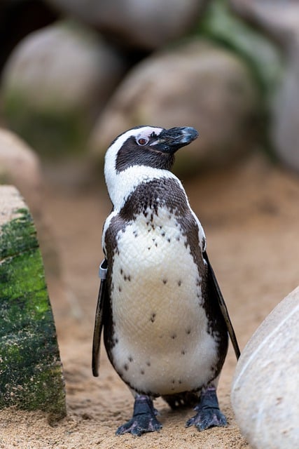 Free download penguin bird wilhelma zoo free picture to be edited with GIMP free online image editor