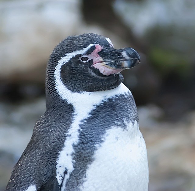 Free download Penguin Portrait Animal -  free photo or picture to be edited with GIMP online image editor