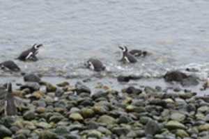 Free download Penguins at Magdalena Island, Chilie free photo or picture to be edited with GIMP online image editor