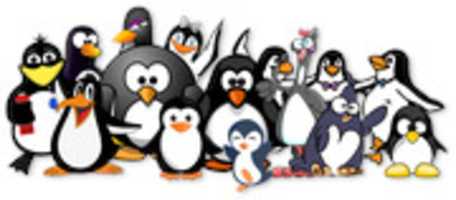 Free download Penguins Like Ocal free photo or picture to be edited with GIMP online image editor