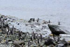 Free download Penguins playing on Magdalena Island, Chile free photo or picture to be edited with GIMP online image editor