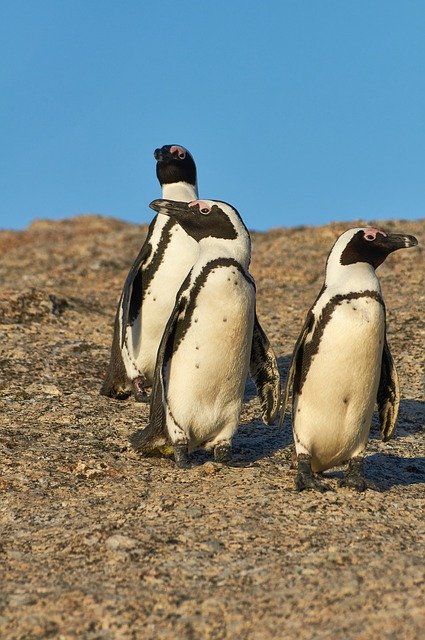 Free download Penguins South Africa Boulders -  free photo or picture to be edited with GIMP online image editor