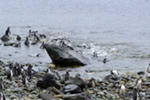 Free download Penguins splashing on Magdalena Island, Chile free photo or picture to be edited with GIMP online image editor