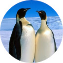 Penguin Wallpaper New Tab  screen for extension Chrome web store in OffiDocs Chromium