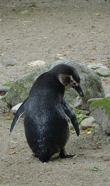 Free download Penguin Young Animal Zoo -  free photo or picture to be edited with GIMP online image editor