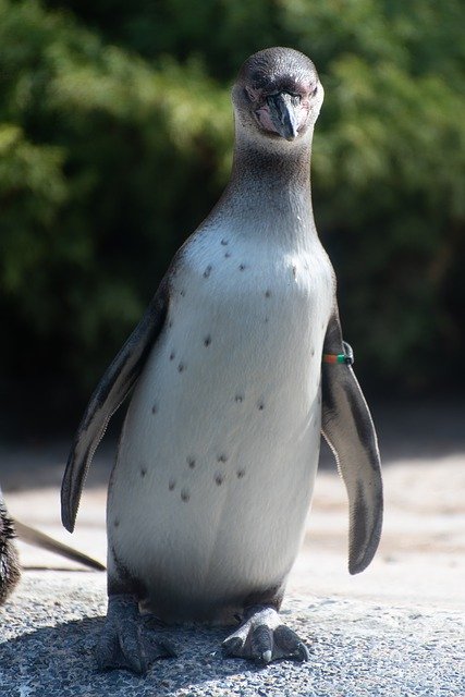 Free download Penguin Zoo Luxembourg -  free photo or picture to be edited with GIMP online image editor