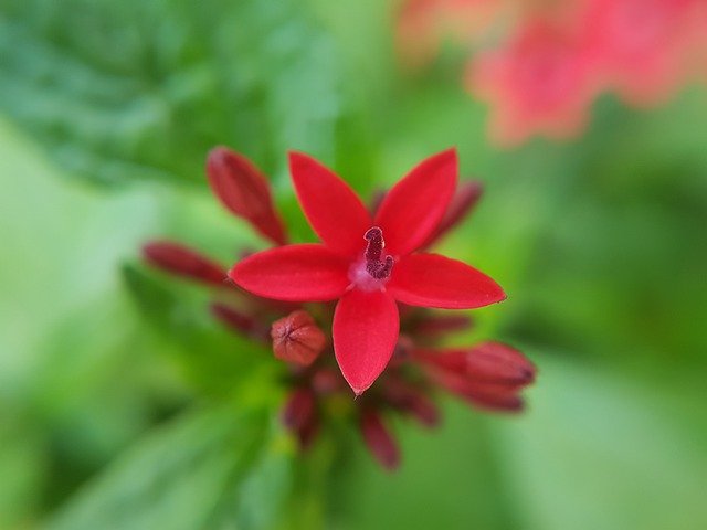 Free download Pentas Flower Red -  free photo or picture to be edited with GIMP online image editor