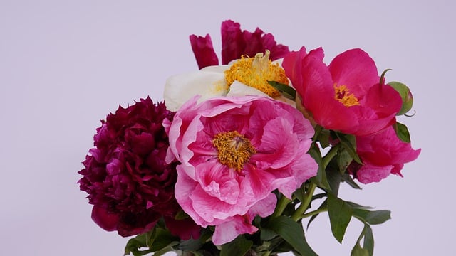 Free download peonies bunch of flowers flower free picture to be edited with GIMP free online image editor