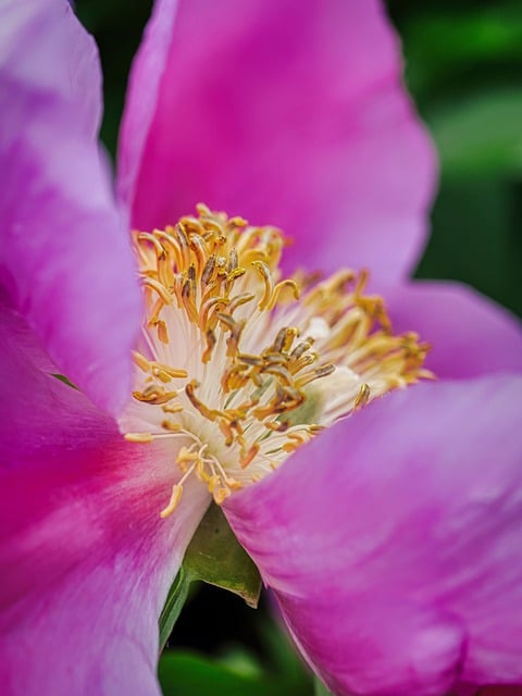 Free download peonies petals to flourish free picture to be edited with GIMP free online image editor