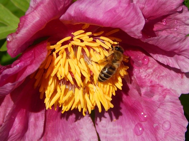 Free download Peony Bee -  free photo or picture to be edited with GIMP online image editor