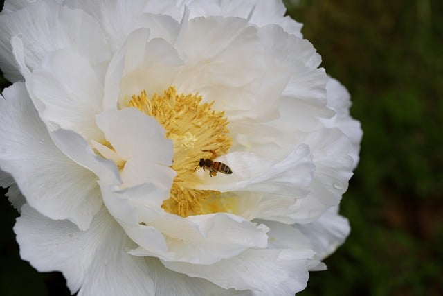 Free download peony bee bush peony pollination free picture to be edited with GIMP free online image editor